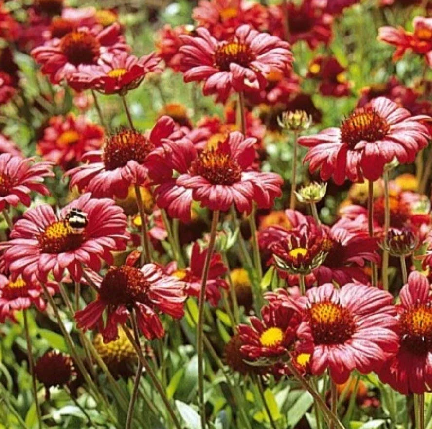 Burgundy Blanket Flower Seeds - 100 Non-GMO Perennial Gaillardia aristata - Vibrant Red Flowers for Garden & Pollinators