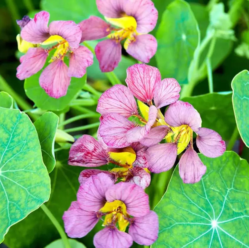 Nasturtium Seeds - 15 Seeds - Purple Emperor Heirloom Edible Flowers - Tropaeolum majus - Non-GMO, Easy to Grow