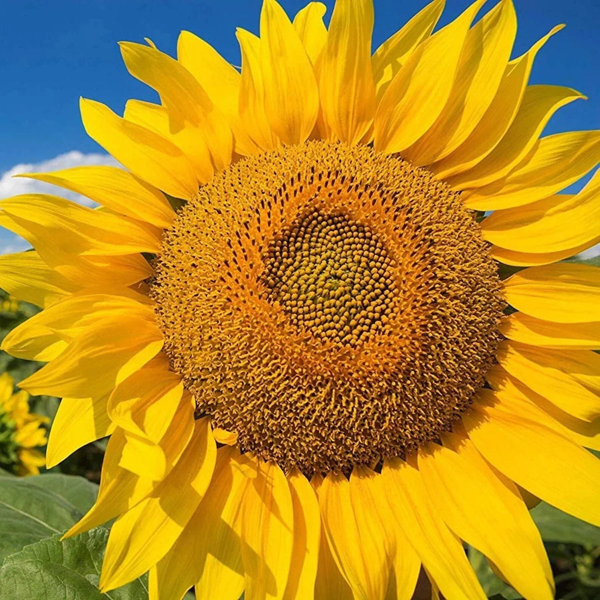 Giant Yellow Sunflower Seeds 50pcs - Helianthus annuus - Competition Beauty Variety for Stunning Blooms