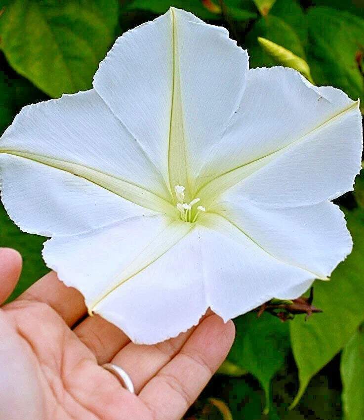 Moonflower Seeds - 20+ Climbing Vine - Fragrant White Flowers - Ipomoea alba - Native Wildflower for Night Blooming Garden