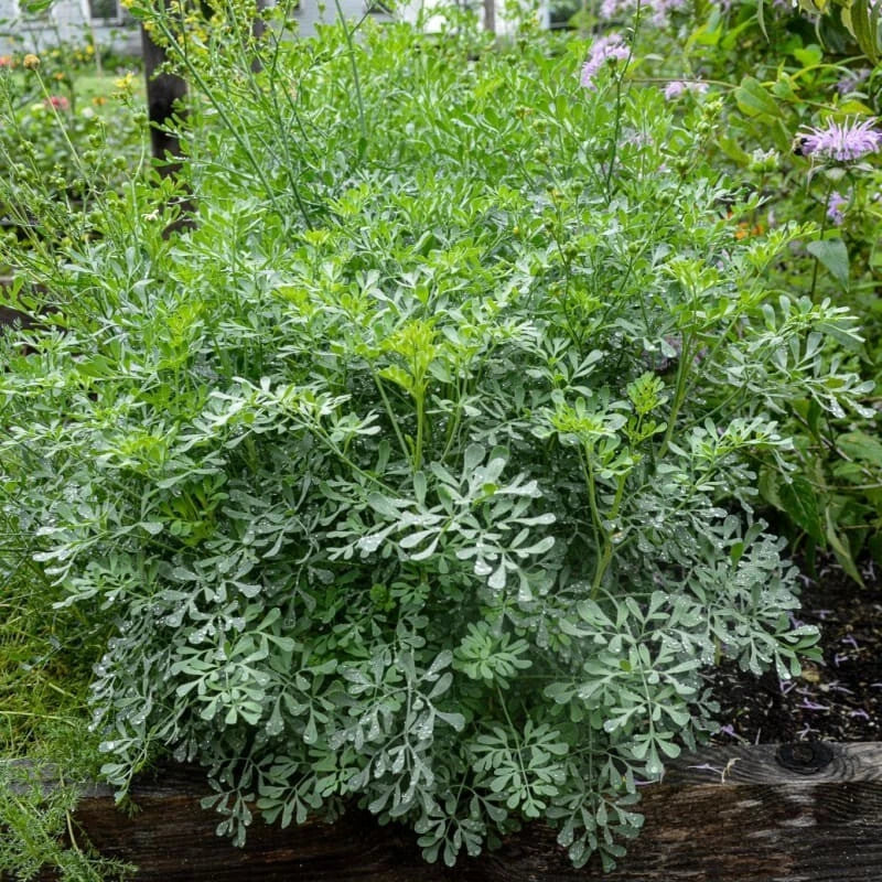 Live Rue Plant - 2 Healthy Plants in One Pot - Medicinal Aromatic Herb - Ruta graveolens - Low Maintenance Garden Addition