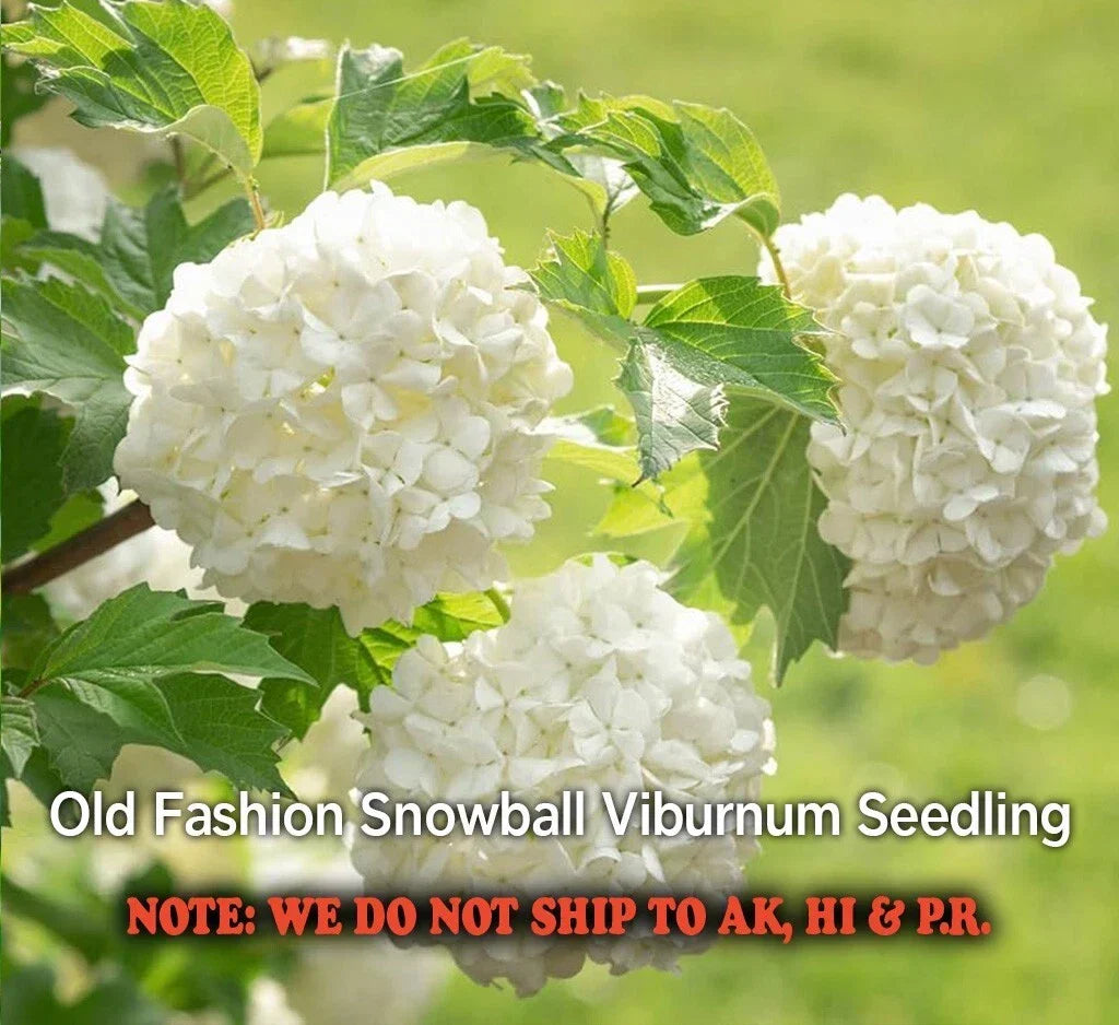 Old Fashion Snowball Highbush Cranberry Seedling 4" Pot - Viburnum Trilobum - White Flowers & Red Berries