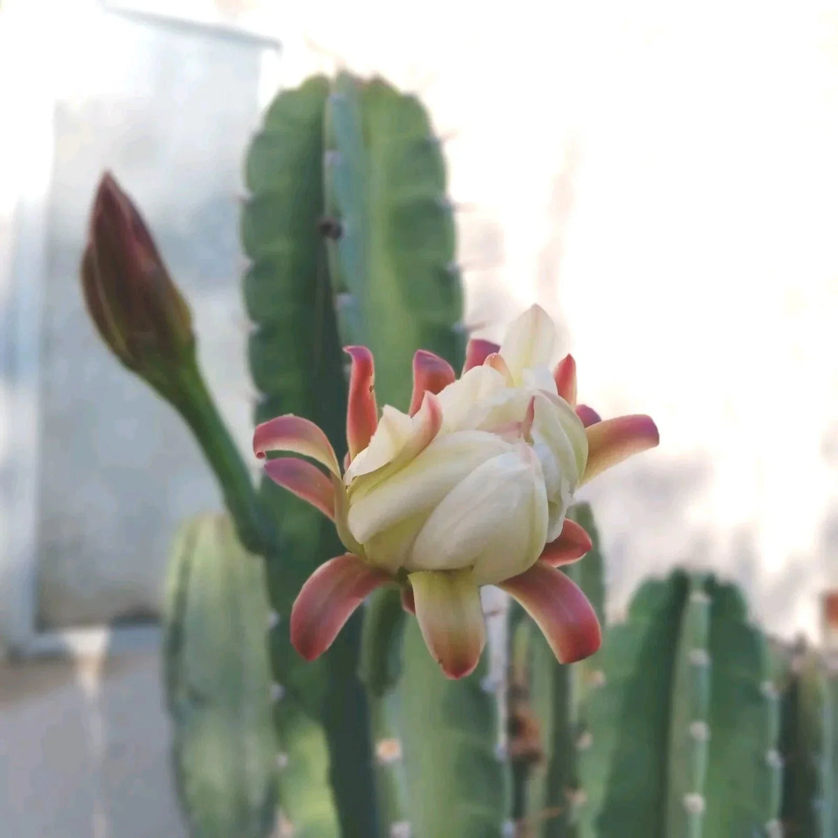 Cereus Peruvianus Cuttings - 6-8 Inch Peruvian Apple Cactus (Cereus repandus) - Set of 2 for Indoor/Outdoor Gardening