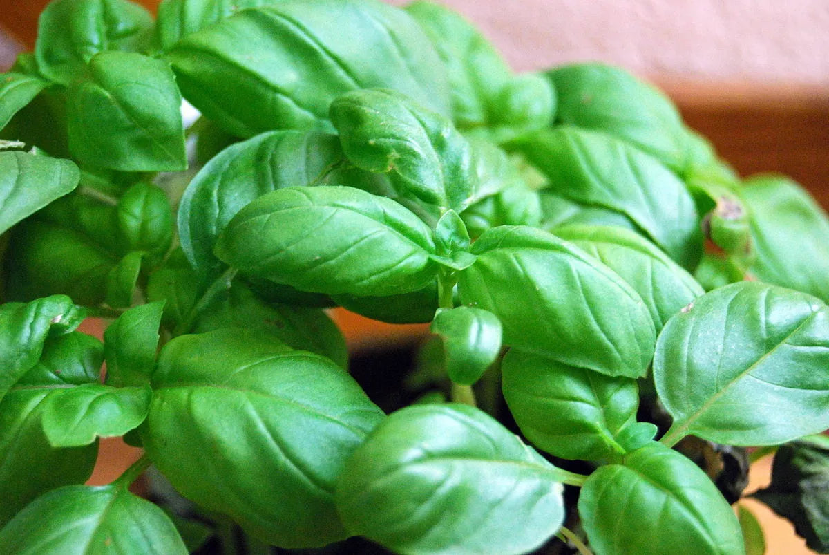 Genovese Basil Seeds - 1000 Non-GMO Seeds - Ocimum basilicum for Cooking and Gardening