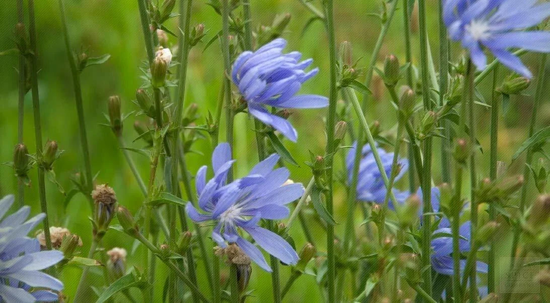 Chicory Seeds 1 Ounce Italian Dandelion NON-GMO Cichorium intybus for Deer Plot Coffee Weed