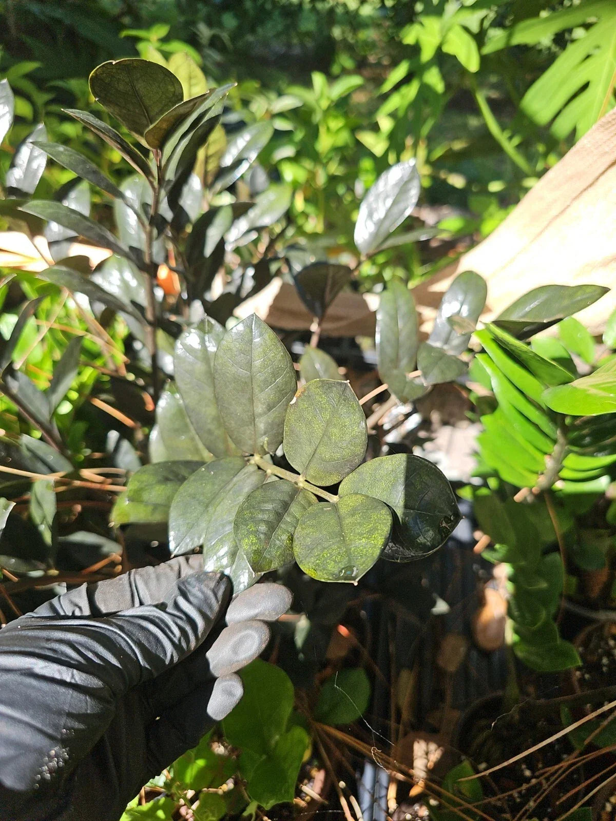 ZZ Plant Cutting 2 Node Black Raven Zamiifolia Zamioculcas Fresh Cutting, Low Maintenance Indoor Houseplant, Air Purifying Plant