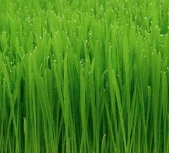 Cat Grass Seeds - 50+ Indoor Wheat Grass for Cats (Avena sativa) - Nutritious, Easy to Grow, Safe for Kittens