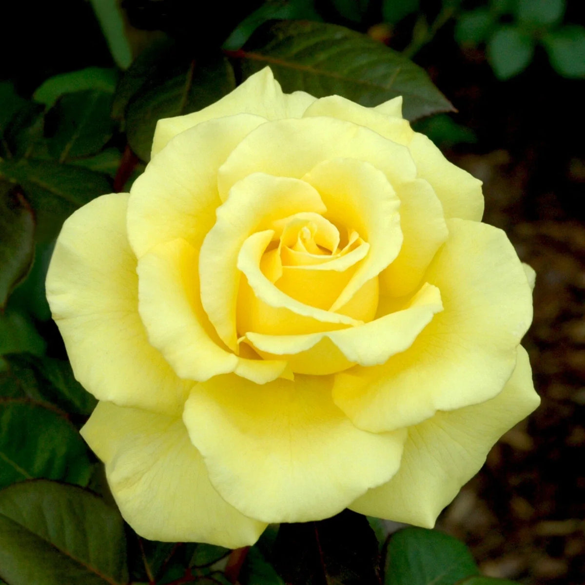 Yellow Texas Rose Cuttings (3) for Rooting - Rosa 'Texas Yellow' - Vibrant Blooms for Landscaping or Container Gardening