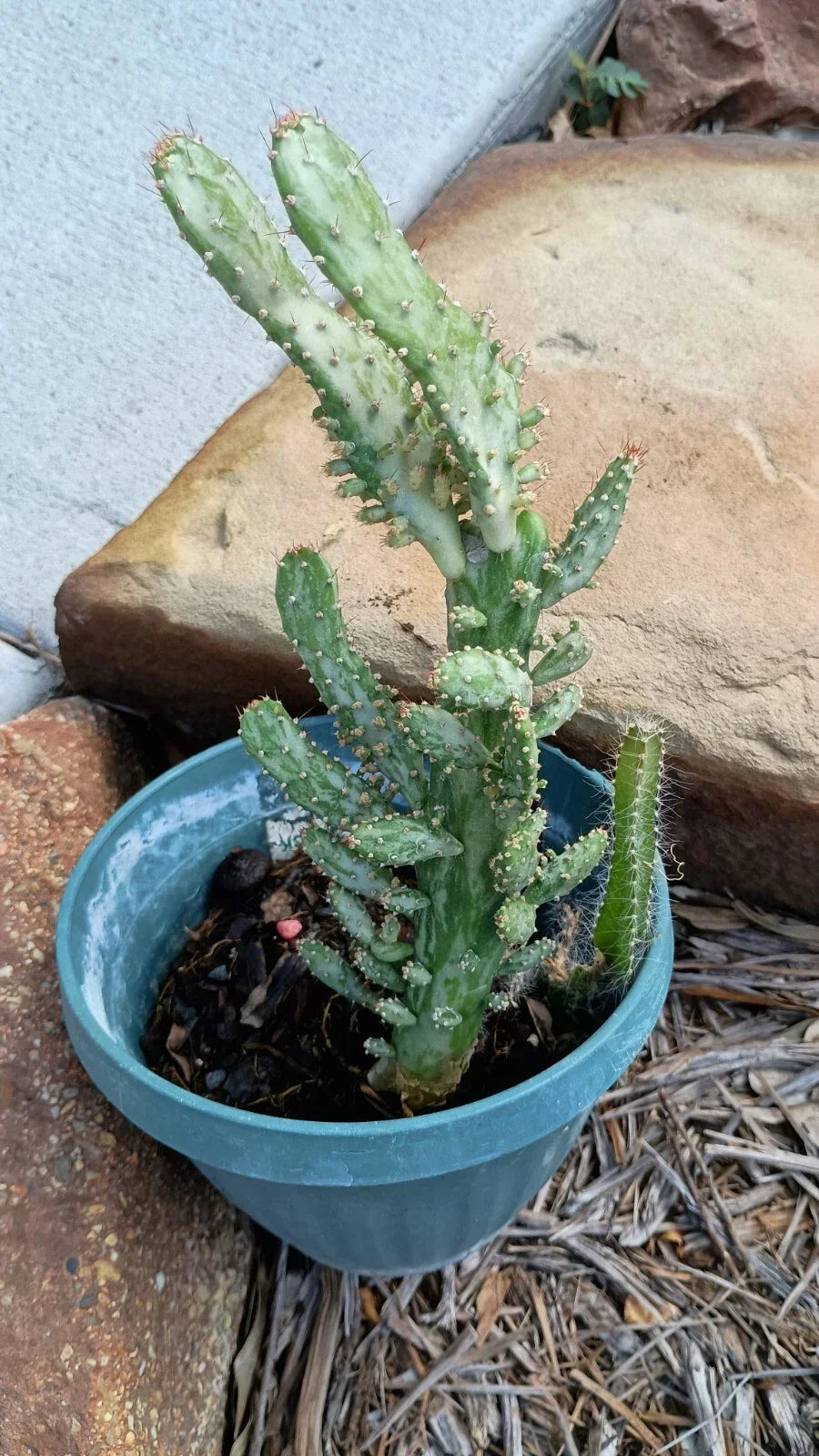 Variegated Joseph's Coat Cactus 4-6" Rooted Opuntia monacantha variegata - Colorful Indoor/Outdoor Starter Plant