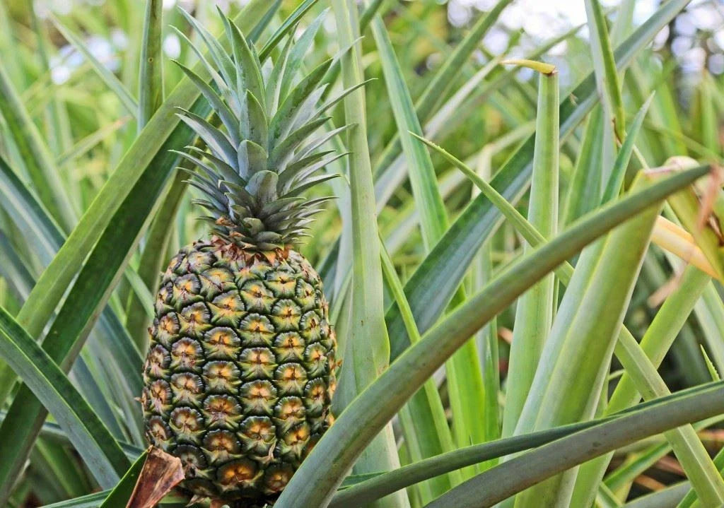 Live Pineapple Plant - Sugar Loaf Variety - Rooted Crown in Pot - Ananas comosus - Indoor/Outdoor Gardening