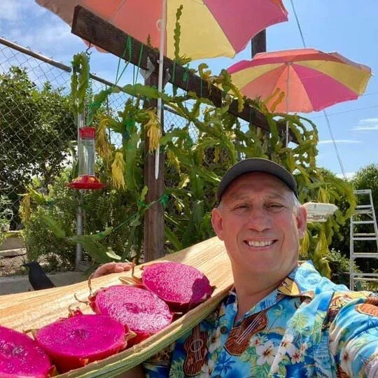 Self Pollinated Dragon Fruit Plant - 4 Inch Pot - Pink Flesh Variety - Hylocereus undatus - Easy to Grow Cactus for Home Garden