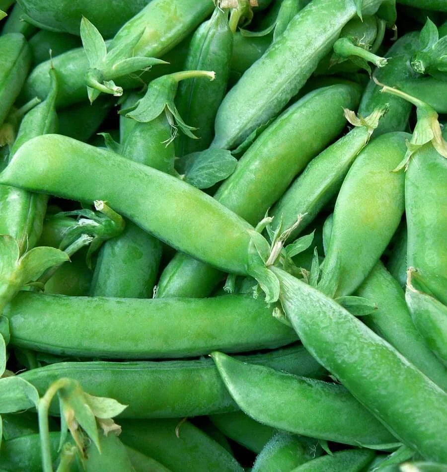 Sugar Snap Pea Seeds 25 Ct Heirloom Non-GMO Vegetable Garden Pods Pisum sativum Var. Macrocarpon