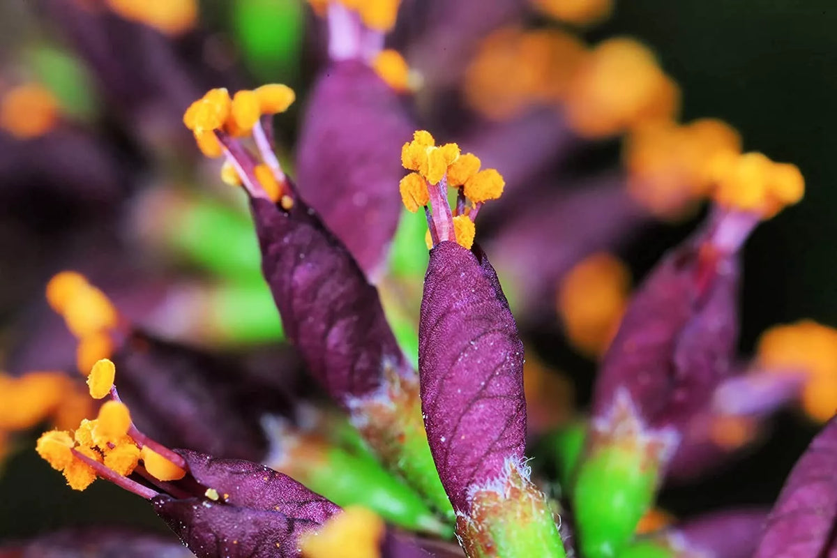 False Indigo Bush Seeds - 100 Pack - Amorpha fruticosa - Perennial Native Plant for Eco-Friendly Gardening