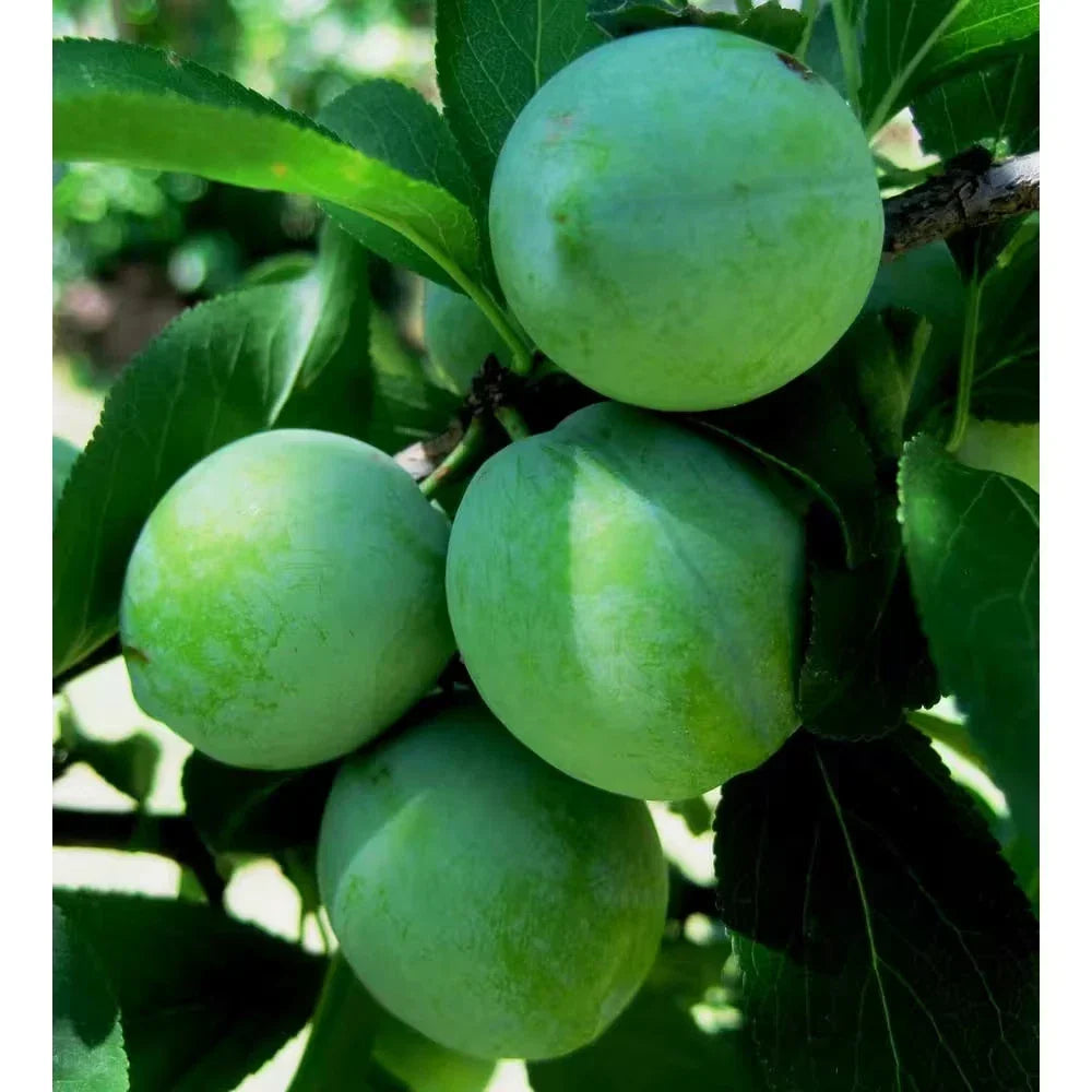 Dwarf Green Gage Plum Tree Bare Root 3-4 Ft Rare Dessert Plum Prunus domestica 'Green Gage' Ideal for Small Gardens