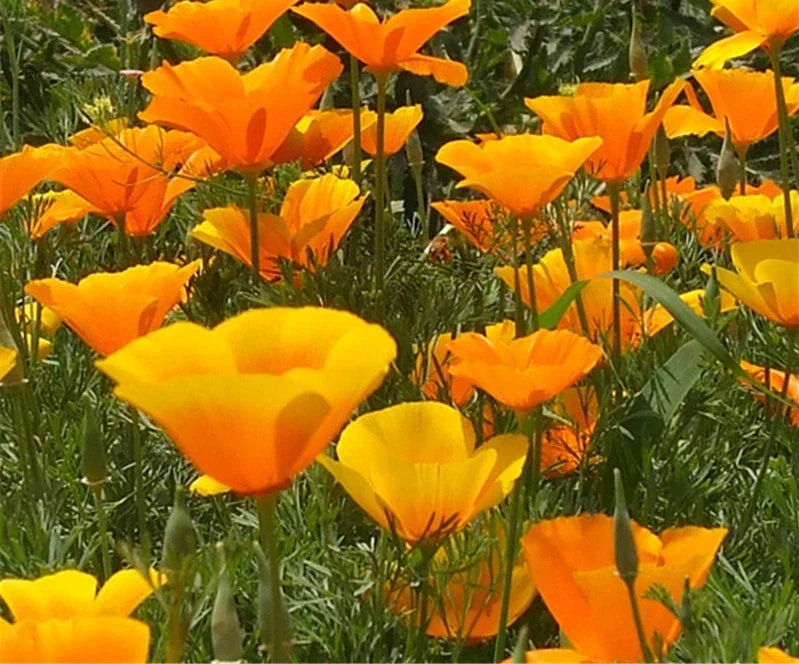 California Poppy Seeds 200 Count - Bright Orange Flower Seeds - Eschscholzia californica - Non-GMO, Easy to Grow