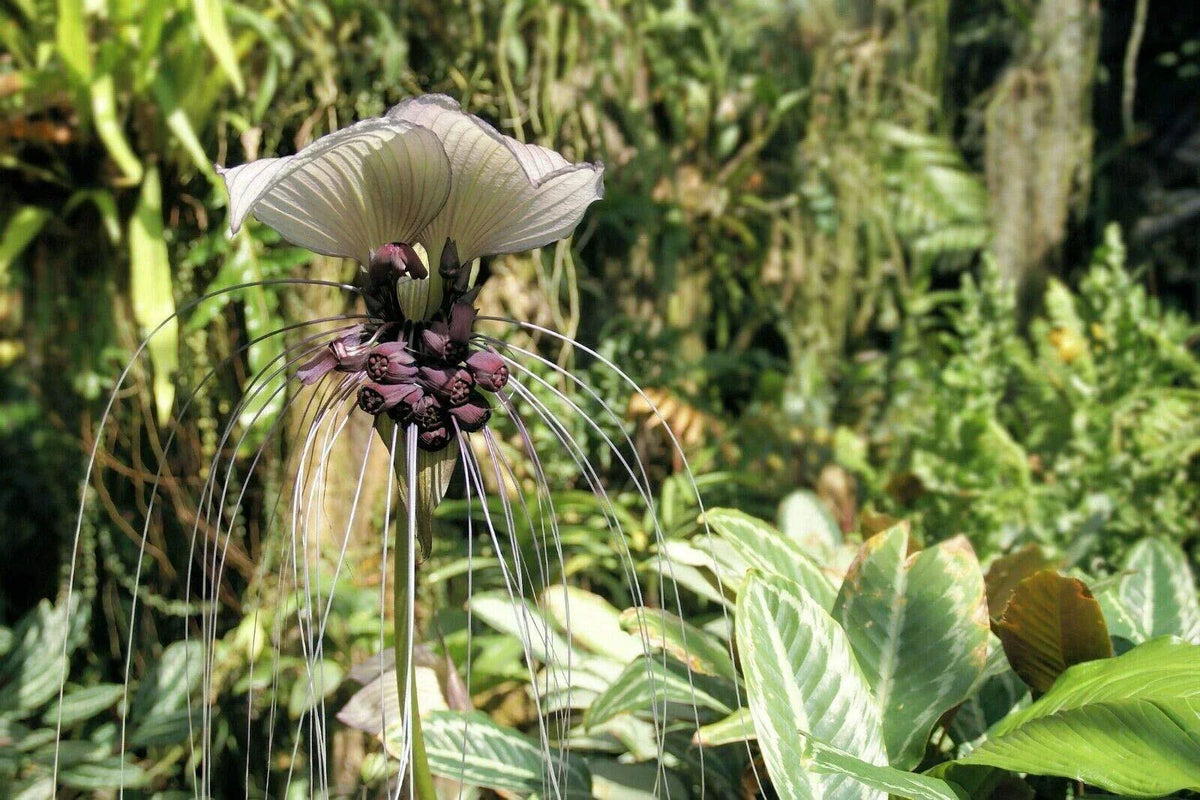 Tacca Integrifolia Seeds | White Bat Flower | Rare Exotic Plant | Attracts Butterflies | Unique Garden Seeds