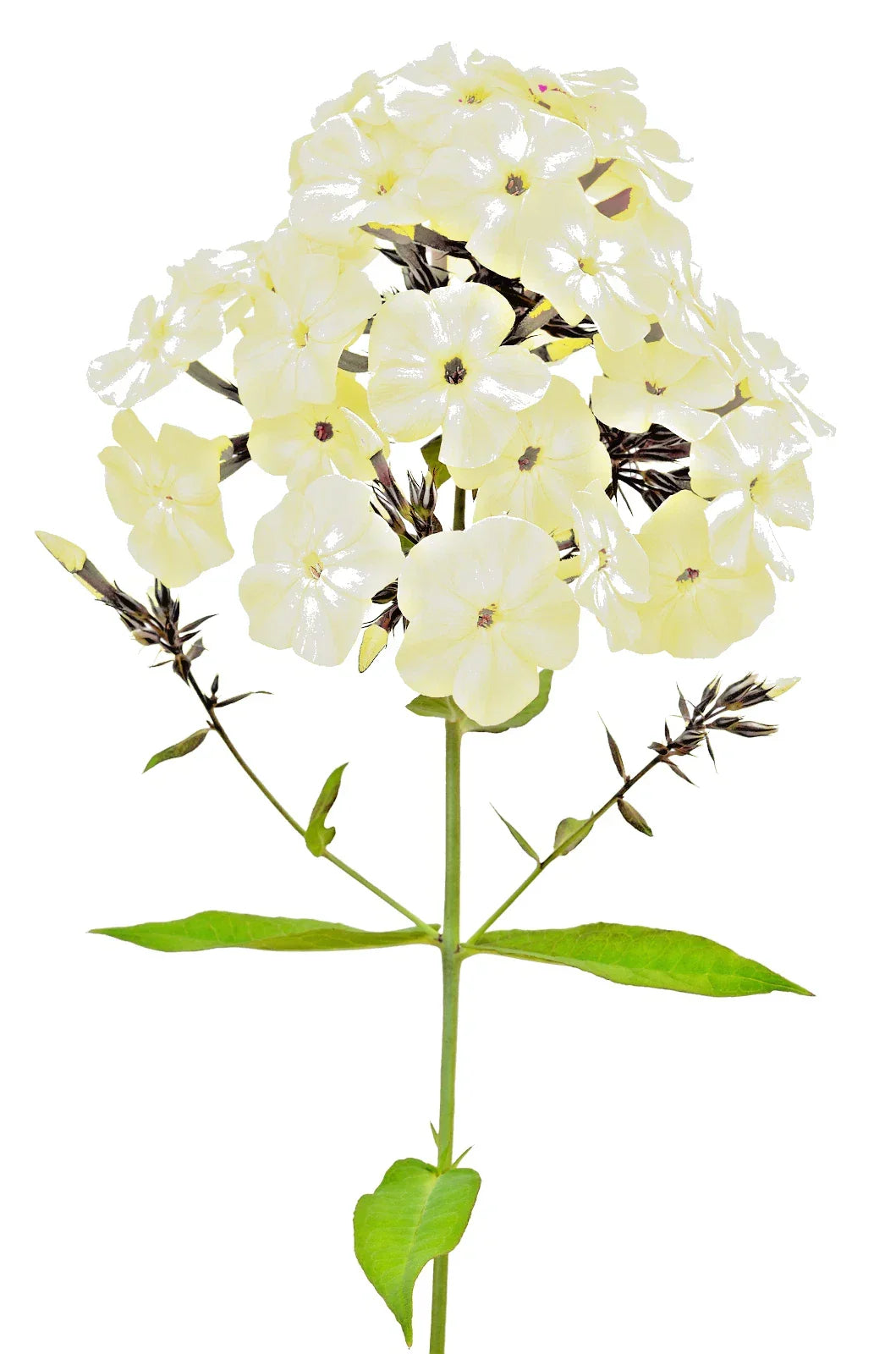 Phlox Flower Seeds 200+ Count Yellow Easy to Grow Ground Cover Phlox spp. Annual/Perennial for Vibrant Gardens