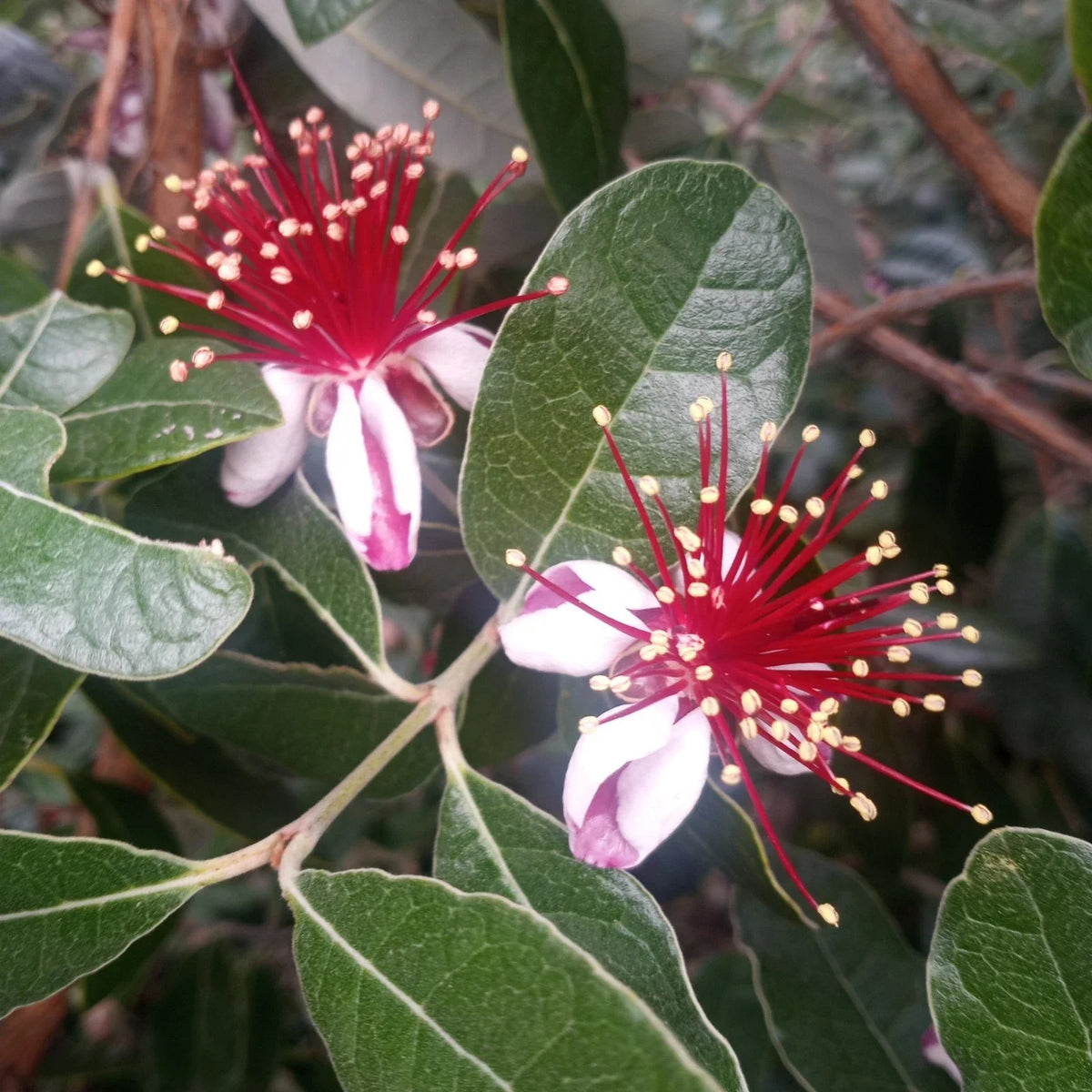 Pineapple Guava Tree Cuttings - 5 Feijoa Cuttings for Planting - Fresh Healthy Feijoa Plant Propagation - Feijoa sellowiana