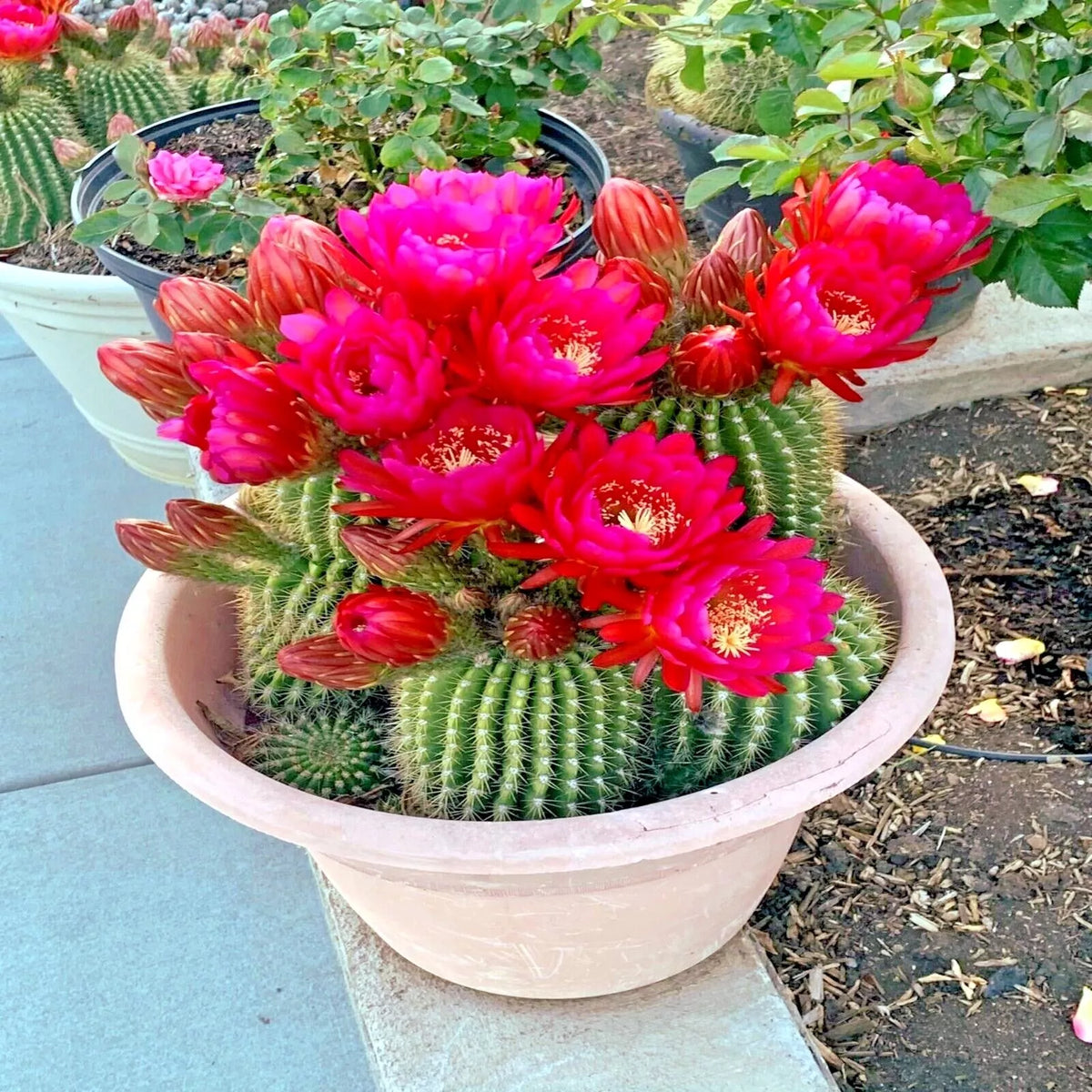 Red Torch Cactus Seeds - 20 Pack, Rare Echinopsis sp. "Desert's Blooming Jewel", Bright Red Flowering Cacti for Garden & Indoor Use