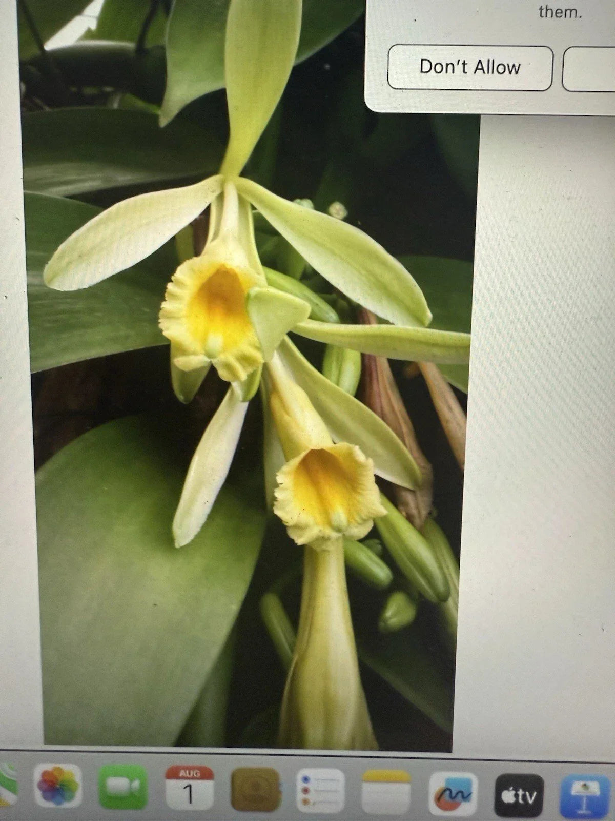 Vanilla Orchid Plant Cutting - 6 Inch Stem - Vanilla planifolia Vine - Perfect for Propagation and Home Gardening