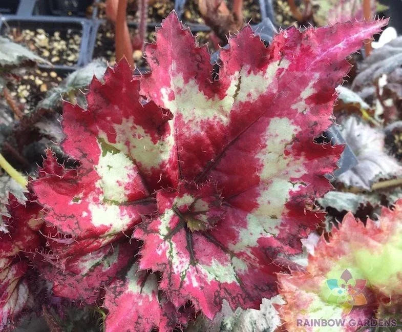 Tie Dye Begonia Seeds - 25+ Pack - Colorful Flowers for Garden - Begonia x tuberhybrida - Easy to Grow, USA