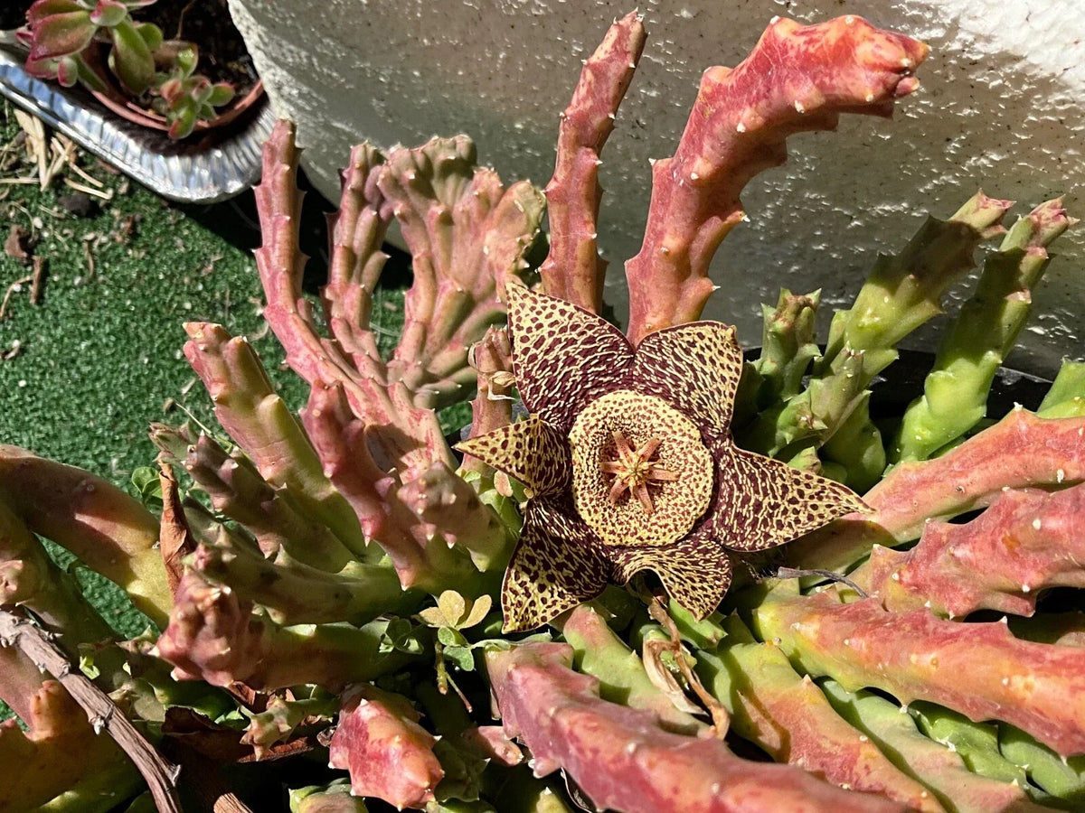 Stapelias Variegated Star Cuttings - 5 Fish Cuttings - Unique Succulent Propagation (Stapelia gigantea)