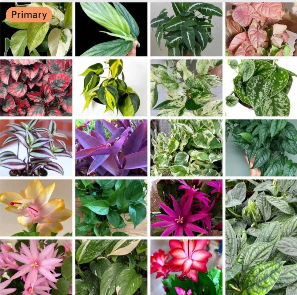 20+ Plant Cuttings Mix Surprise Box | 10 Varieties | Unique Foliage & Succulents | Ideal for Propagation & Gardening