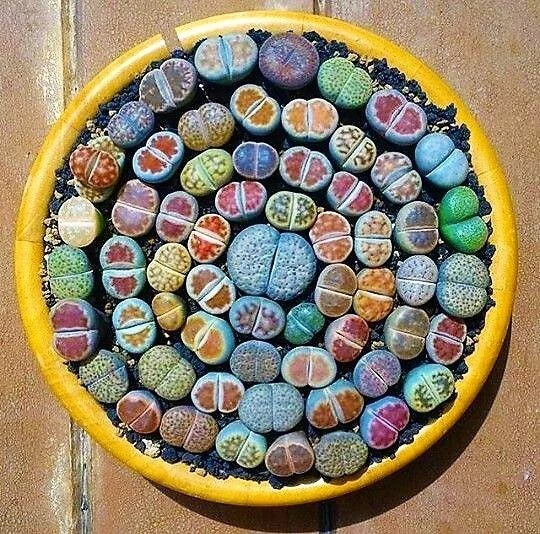 Mixed Lithops Succulent Seeds, 100 Pack, Pseudotruncatella Variety, Living Stones for Indoor Gardening