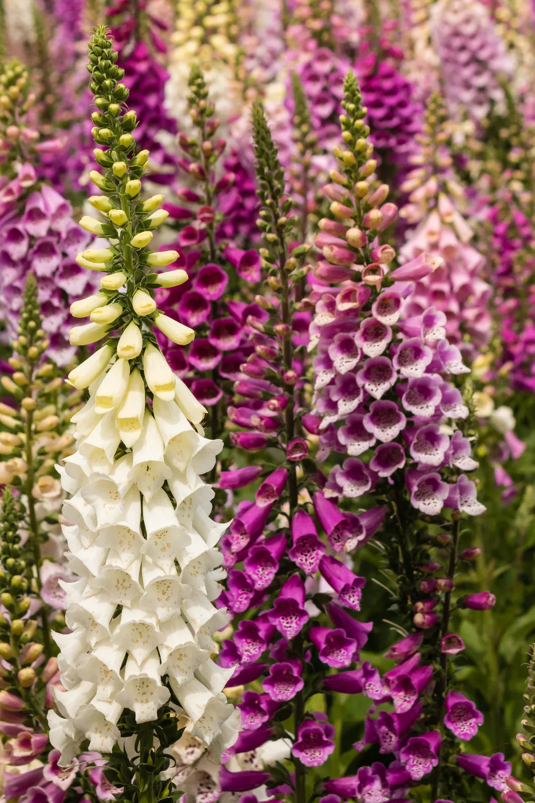Bulk Foxglove Seeds 10,000 - Spotted Purple & White Flowers, Digitalis purpurea - Attracts Pollinators, Easy to Grow
