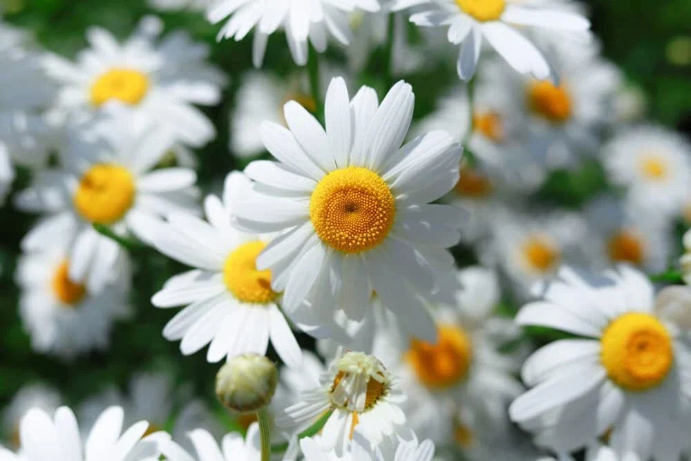 Roman Chamomile Seeds 500 Count - Organic Anthemis nobilis - Fragrant Herb for Garden, Ground Cover, Pollinator Friendly