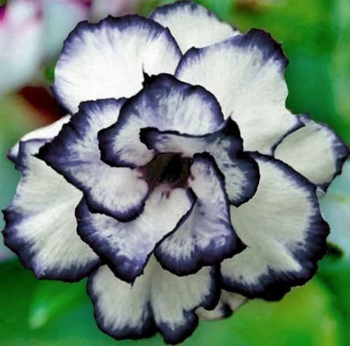 Black White Desert Rose Seeds - 4 Pack, Adenium Obesum, Exotic Perennial Flower Seeds for Indoor and Outdoor Gardening
