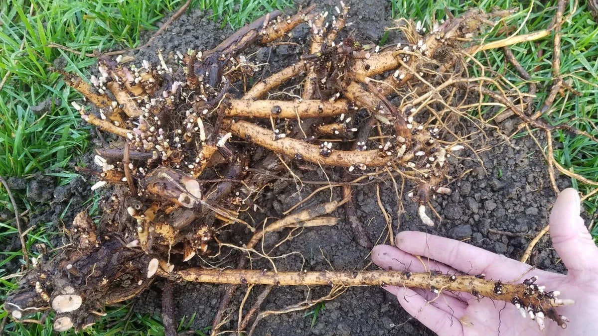 Hop Rhizomes Jumbo Size - Organic Fresh Roots - Cascade, Columbus, Glacier, Nugget, Chinook, Mt. Hood - Humulus lupulus
