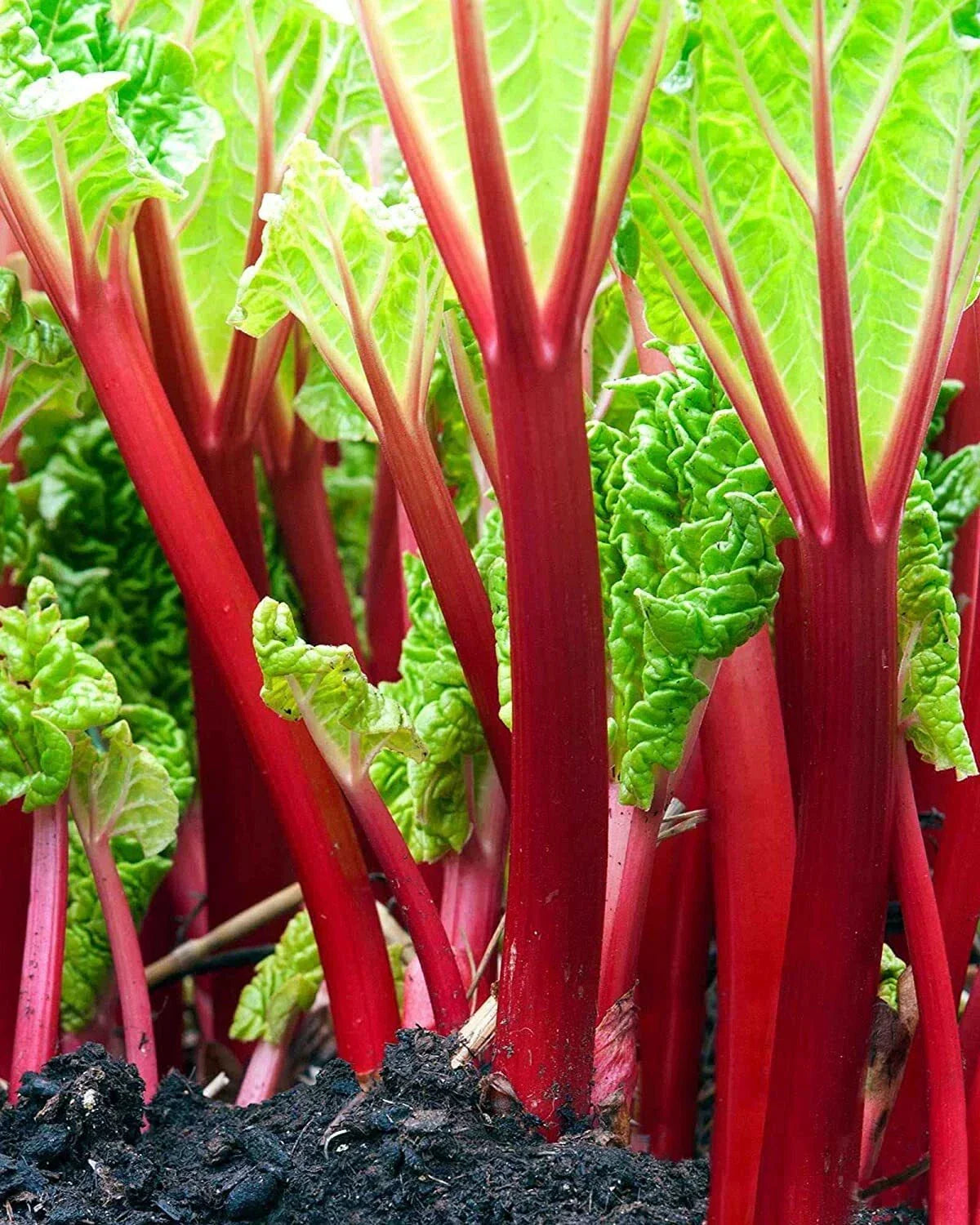 Victoria Rhubarb Seeds - 50+ Crown Seeds - Rheum rhabarbarum 'Victoria' - Red Stalks for Cooking & Baking