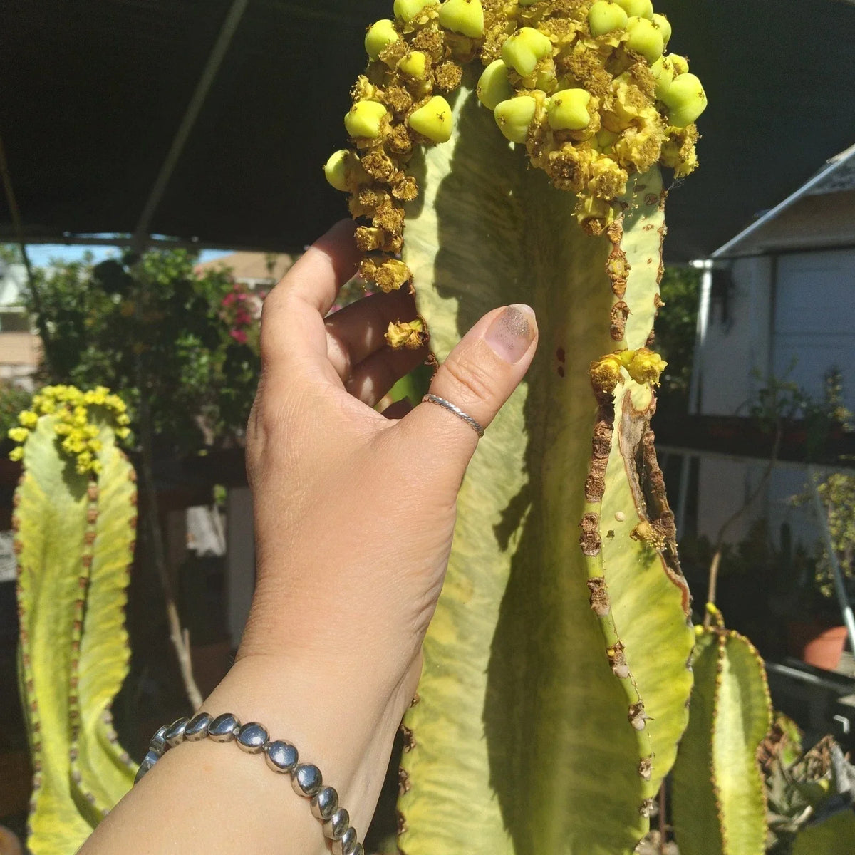 Rare Euphorbia Cutting 22" Ammak Variegated African Candelabra - Euphorbia ammak - Unique Plant Propagation for Collectors