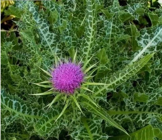 Organic Milk Thistle Seeds - 30+ Blessed Seeds for Medicinal Herb Garden, Silybum marianum