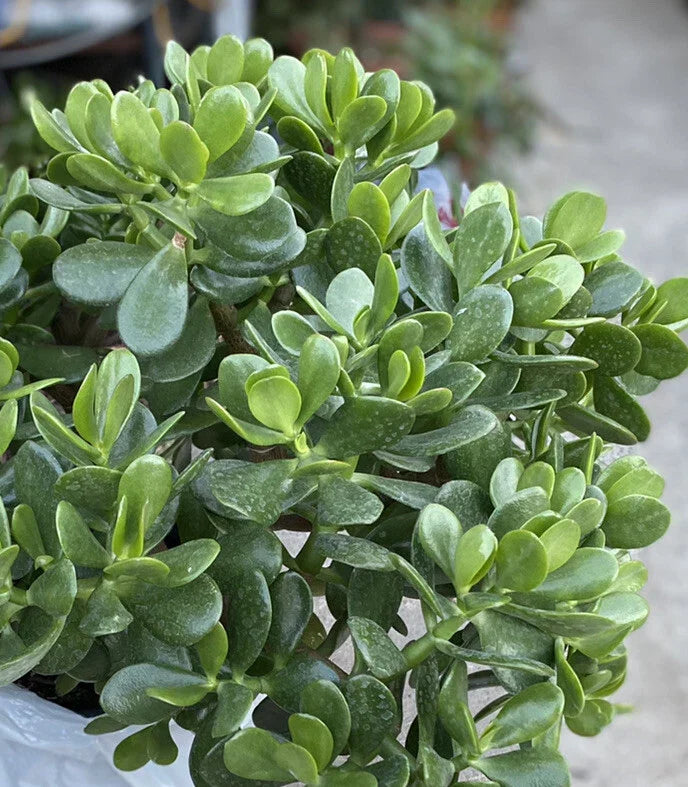 Jade Plant - 1 Rooted Plant - Crassula ovata - Succulent Houseplant - Easy Care Indoor Plant in One Gallon Pot