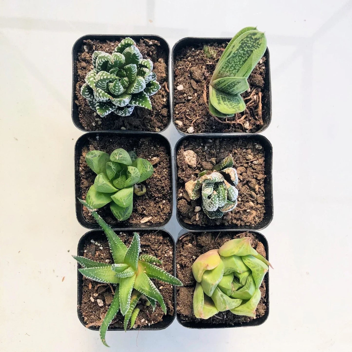 Live Haworthia Succulent Plant 2" or 4" Indoor Wedding Favor - Haworthia spp. Fully Rooted, Low Maintenance, Drought-Tolerant