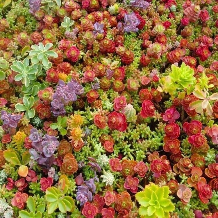 100 Mixed Sedum Seeds - Colorful Stonecrop Succulent Groundcover - Sedum spp. - Low Maintenance Garden Plant