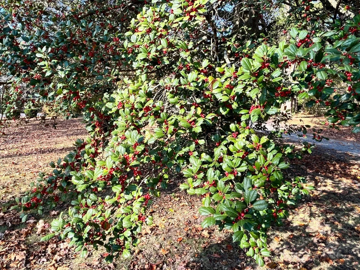 American Holly Cuttings - 12 Thin Cuttings - Ilex opaca - Hardy Native Screen Plant for Virginia Gardens