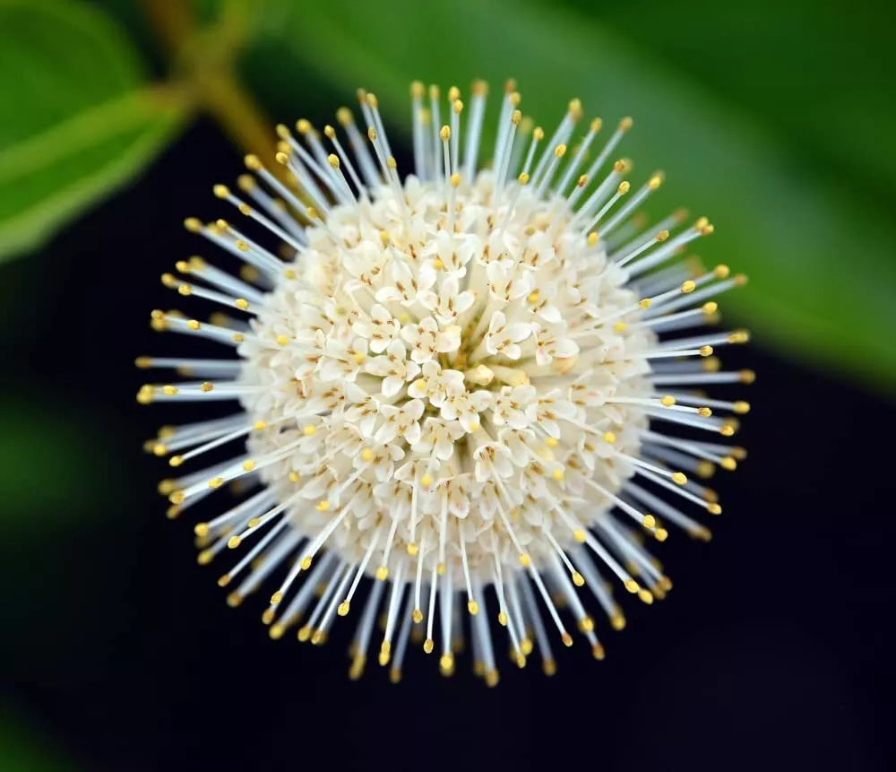 Buttonbush Seeds - 100 Seeds - Cephalanthus occidentalis - Native Wetland Plant for Gardens, Pollinator Friendly