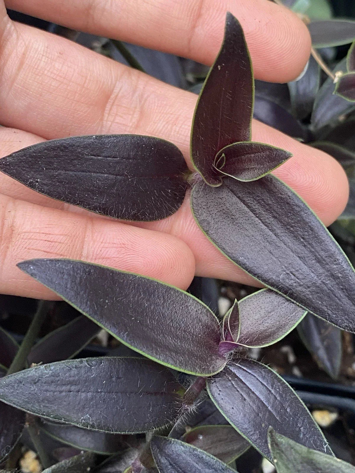 Dark Desire Wandering Dude Cuttings - Rare 2 Rooted Tradescantia Jose Puig - Unique Houseplant for Collectors