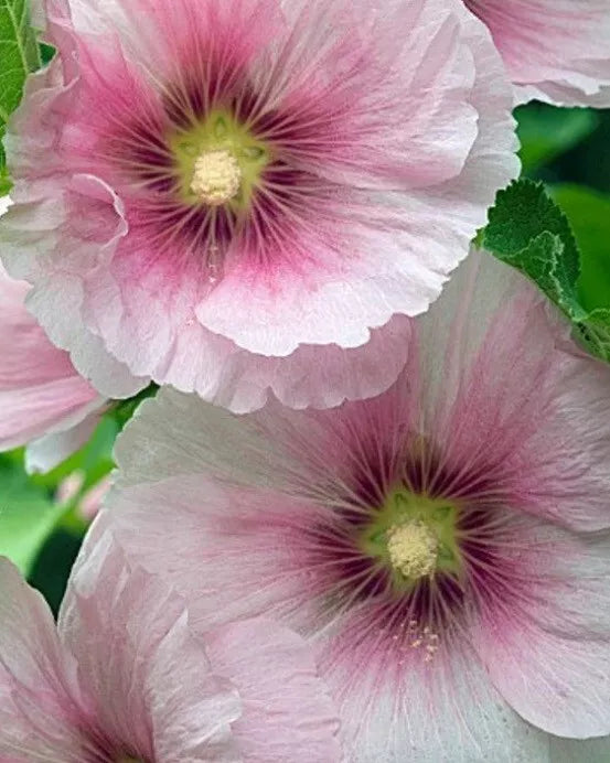 Blush Hollyhock Seeds - 25 Perennial Flower Seeds - Pink & White - Alcea rosea - Attracts Pollinators - US Seller