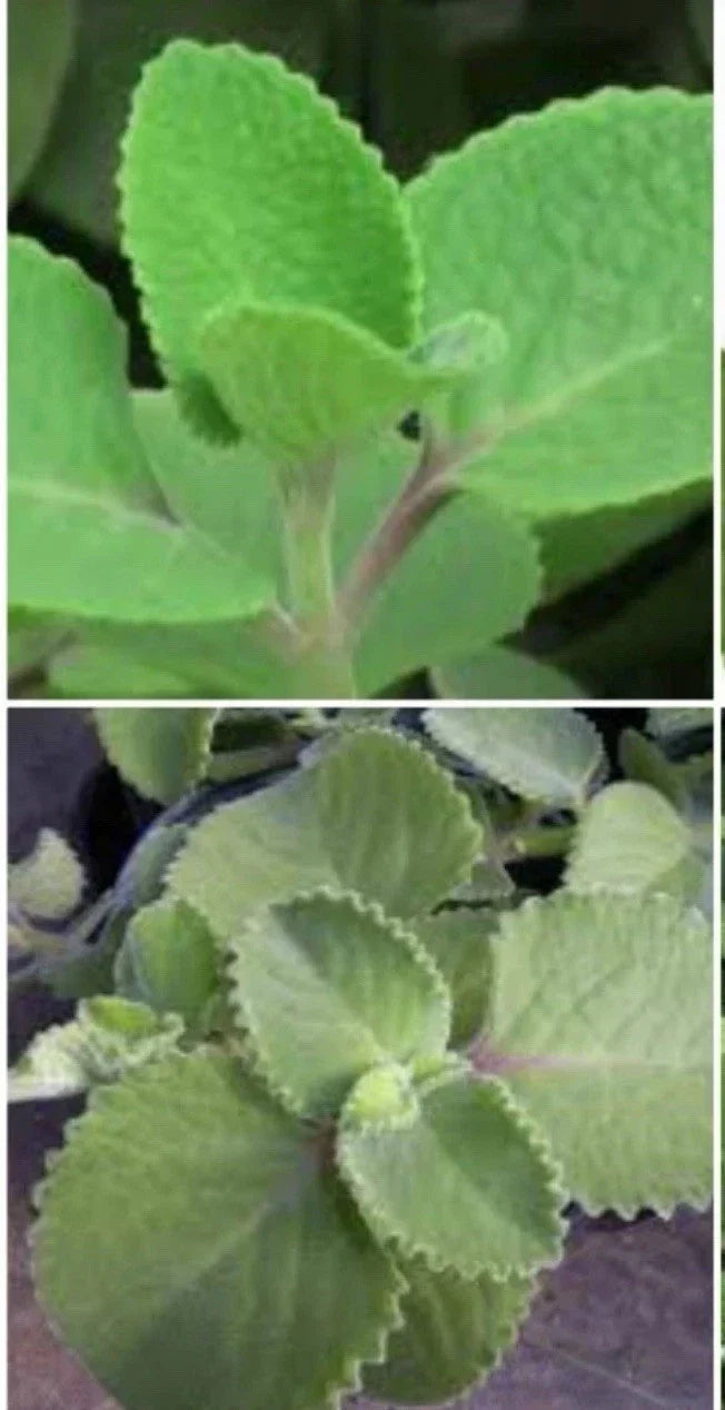 Cuban Oregano Plant 6-8" Well-Rooted Herb Origanum for Indoor Outdoor Gardening - Fast-Growing Culinary Spice