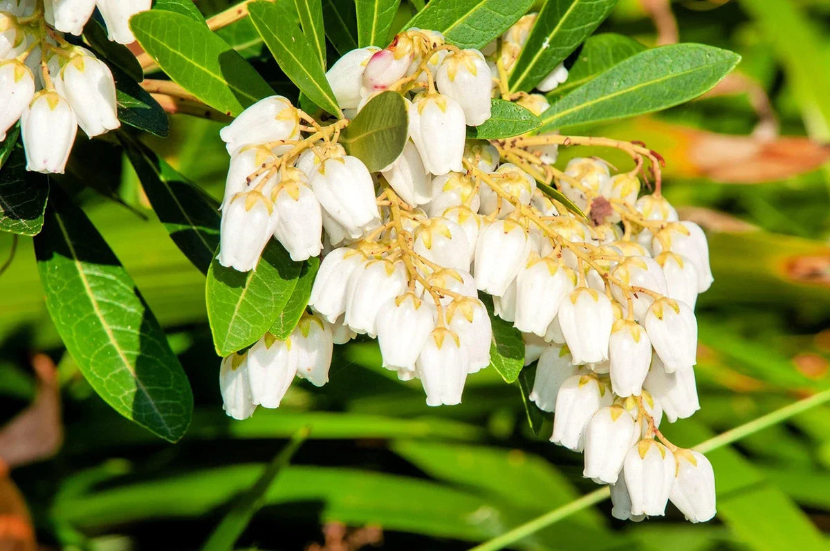 Forest Flame Shrub Seeds - 30 Seeds - Pieris Japonica - Japanese Pieris, Evergreen Shrub for Garden, Vibrant Foliage