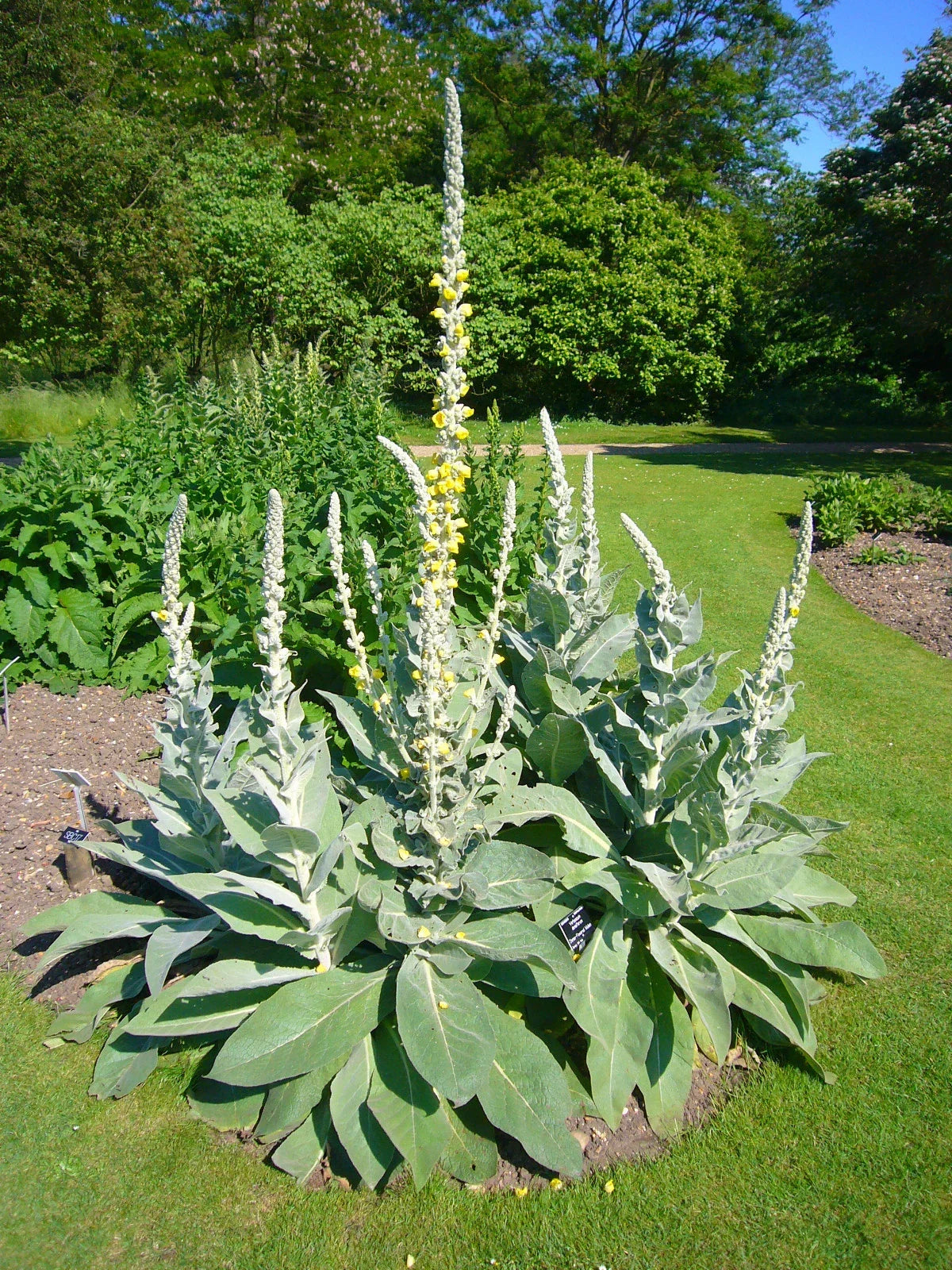 Bulk Mullein Seeds - 100 Seeds - Ornamental Flowering Plant - Verbascum thapsus - Medicinal Benefits, Low Maintenance