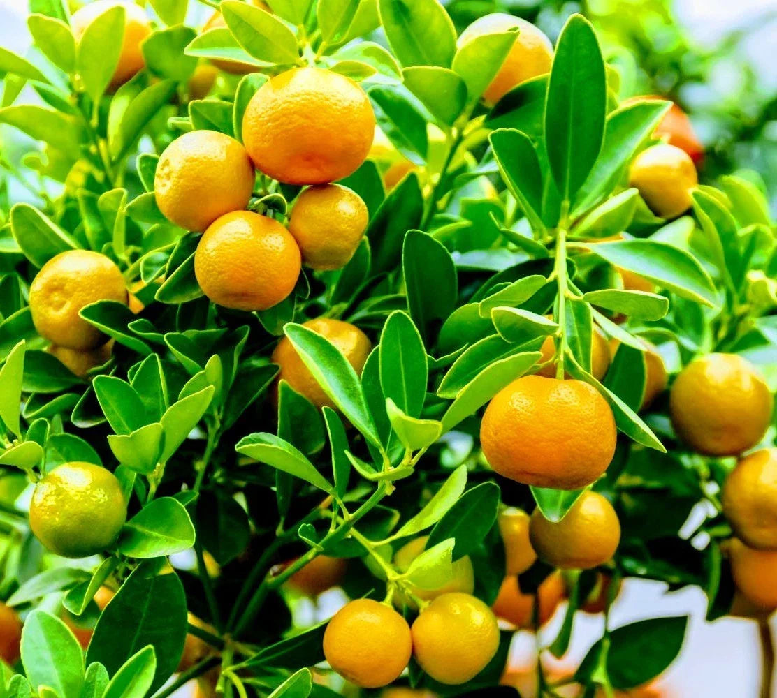 Calamondin Orange Tree - 3 Gallon - Fruiting Citrus × microcarpa - Tangy Calamansi for Home Gardening and Culinary Use