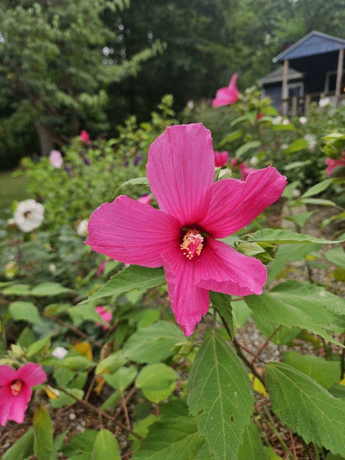 Hardy Pink Hibiscus Bare Root Plant - Hibiscus moscheutos - Vibrant Perennial Flower for Gardens, Attracts Pollinators