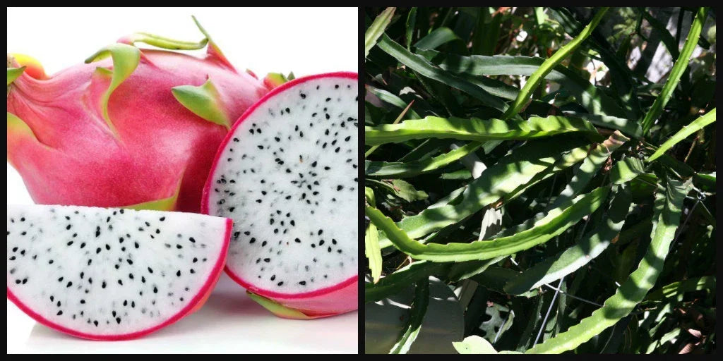 Unrooted Dragon Fruit Cutting 8" White Flesh Pitahaya Hylocereus undatus - Tropical Vine for Propagation and Gardening