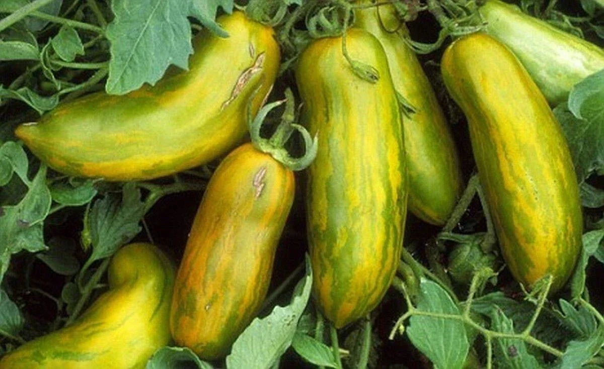 Green Sausage Tomato Seeds - Heirloom Pasting Variety - Non-GMO - Solanum lycopersicum - Unique Elongated Green Fruits