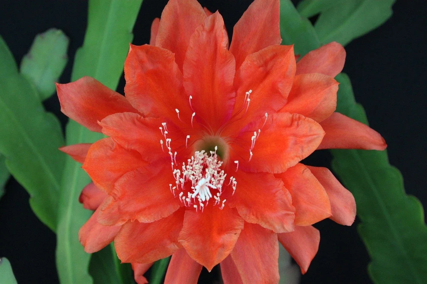 Epiphyllum Cuttings, Don's Cuttings, "All That Jazz," Rare Orchid Cactus, Epiphyllum spp., Vibrant Blooms for Propagation